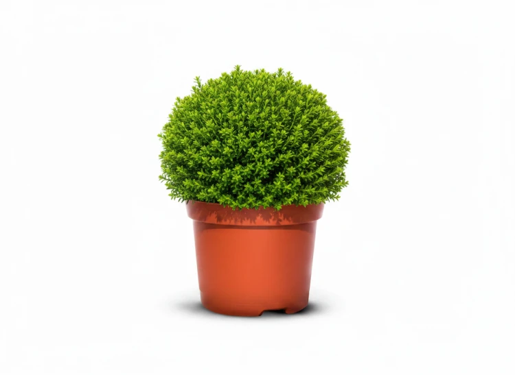 2aea86a2ba8d03811d7fa81001e22655.png