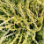 d53ddcd2ddd412d033a8cfe215b2279c.png