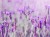db59cc629ecc8921bb899f2343a0075f.jpg